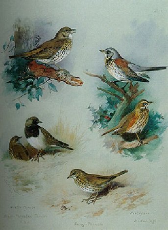 archibald thorburn thrushes A4 Photo Print
