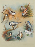 archibald thorburn titmouse studies A4 Photo Print
