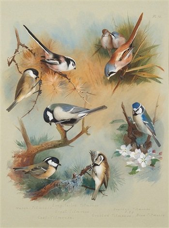 archibald thorburn titmouse studies A4 Photo Print
