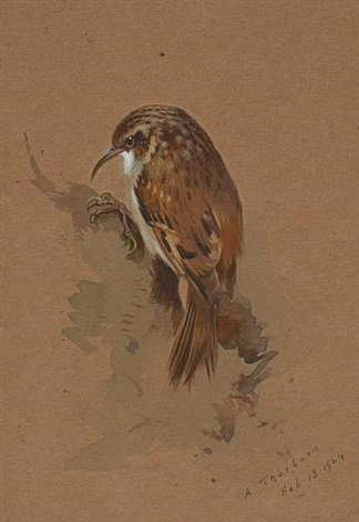 archibald thorburn tree creeper A4 Photo Print