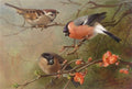 archibald thorburn tree sparrow and bullfinches A4 Photo Print