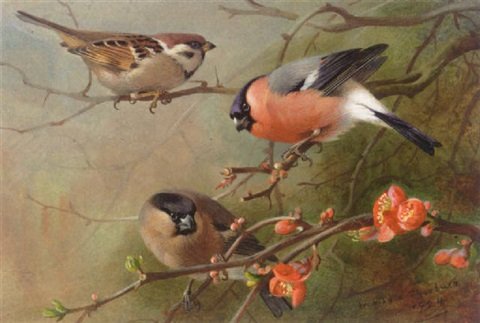 archibald thorburn tree sparrow and bullfinches A4 Photo Print