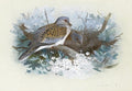 archibald thorburn turtle doves A4 Photo Print