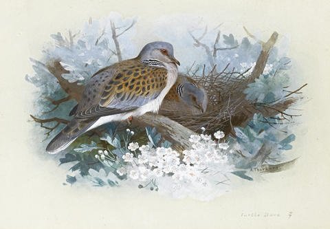 archibald thorburn turtle doves A4 Photo Print