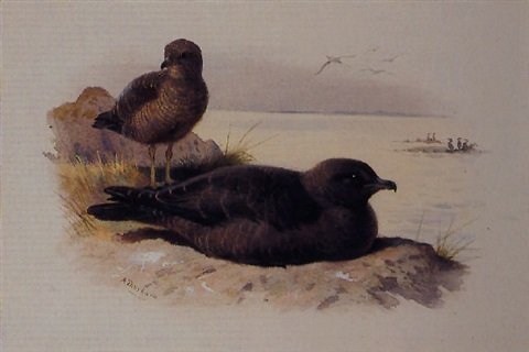 archibald thorburn twist tailed skua A4 Photo Print