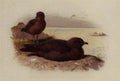 archibald thorburn twisted tailed skua lestris pomarinus A4 Photo Print