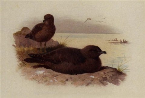 archibald thorburn twisted tailed skua lestris pomarinus A4 Photo Print