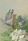 archibald thorburn two blue tits on a tree branch A4 Photo Print