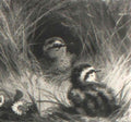 archibald thorburn two chicks A4 Photo Print