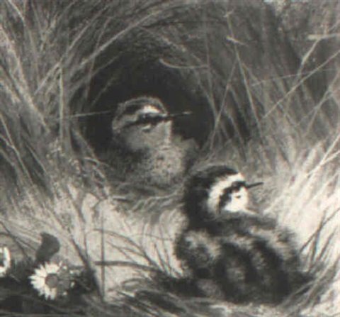 archibald thorburn two chicks A4 Photo Print