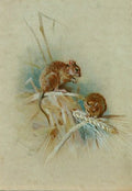 archibald thorburn two field mice A4 Photo Print