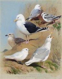 archibald thorburn two kittiwake gulls two great black backed gulls an ivory gull and a glaucous gull A4 Photo Print