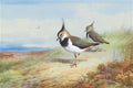 archibald thorburn two lapwings in a moorland landscape A4 Photo Print