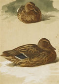 archibald thorburn two mallards studies A4 Photo Print