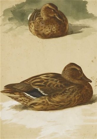 archibald thorburn two mallards studies A4 Photo Print