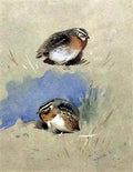 archibald thorburn two quail A4 Photo Print