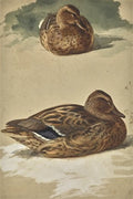archibald thorburn two studies of a female mallard A4 Photo Print