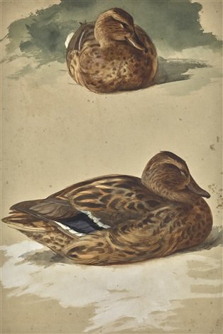 archibald thorburn two studies of a female mallard A4 Photo Print