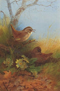 archibald thorburn two wrens amongst primroses A4 Photo Print