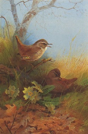 archibald thorburn two wrens amongst primroses A4 Photo Print