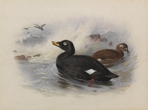 archibald thorburn velvet scoter A4 Photo Print
