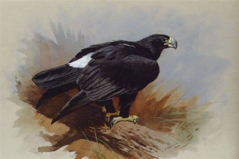 archibald thorburn verreauxs eagle A4 Photo Print