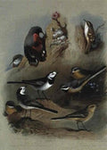 archibald thorburn wall creeeper and wagtails A4 Photo Print