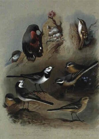 archibald thorburn wall creeeper and wagtails A4 Photo Print