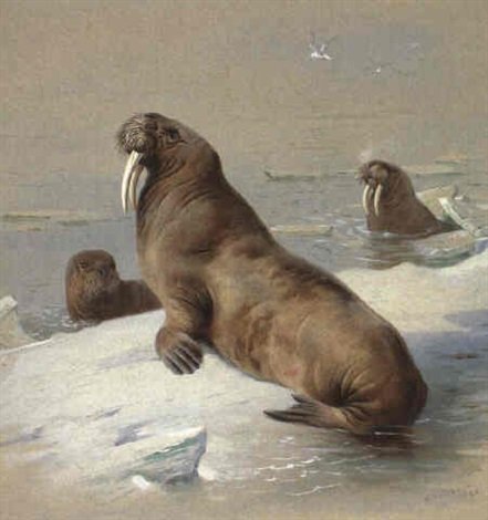 archibald thorburn walrus A4 Photo Print