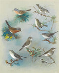 archibald thorburn warbler and wrens illustration for thorburns british birds A4 Photo Print