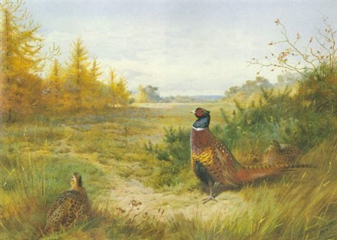 archibald thorburn watched from afar pheasants A4 Photo Print