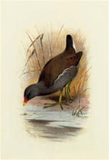 archibald thorburn water hen or moorhen gallinula chloropus A4 Photo Print