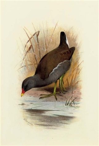 archibald thorburn water hen or moorhen gallinula chloropus A4 Photo Print