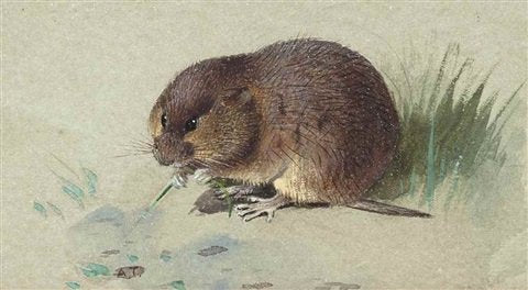 archibald thorburn water vole A4 Photo Print