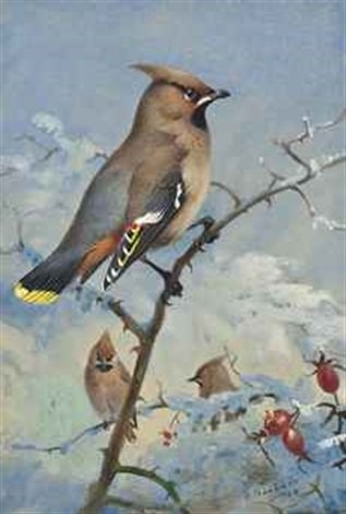 archibald thorburn waxwing A4 Photo Print