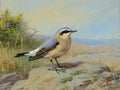 archibald thorburn wheatear A4 Photo Print