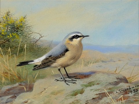 archibald thorburn wheatear A4 Photo Print