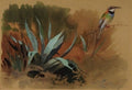 archibald thorburn white collared bee eater A4 Photo Print