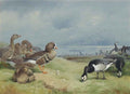archibald thorburn white fronted and barnacle geese A4 Photo Print