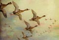 archibald thorburn white fronted geese in flight A4 Photo Print