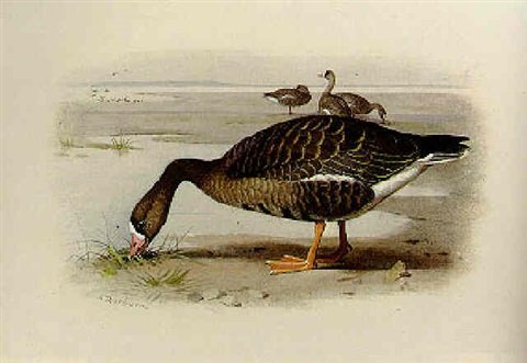 archibald thorburn white fronted geese on shore A4 Photo Print