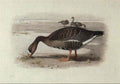 archibald thorburn white fronted goose A4 Photo Print