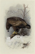 archibald thorburn white tailed or sea eagle A4 Photo Print