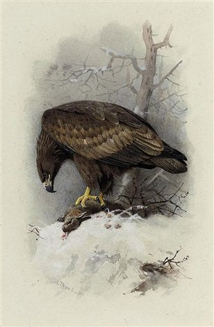 archibald thorburn white tailed or sea eagle A4 Photo Print