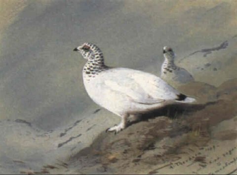 archibald thorburn white tailed ptarmigan in winter A4 Photo Print