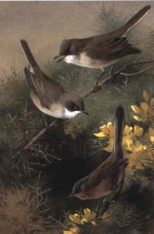 archibald thorburn white throat a lesser white throat and a dartford warbler A4 Photo Print