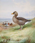archibald thorburn widgeon and greyleg A4 Photo Print