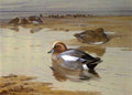archibald thorburn widgeon at low tide A4 Photo Print