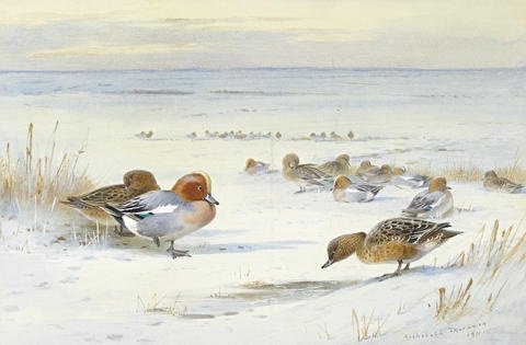archibald thorburn widgeon in the snow A4 Photo Print