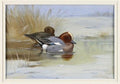 archibald thorburn widgeon on a lake A4 Photo Print